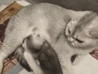Шотландские котята, фотография 8