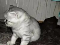 Шотландские чистокровные котята, фотография 9