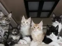 Мейн-кун котята!, фотография 4