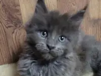 Котята Мейн-кун, фотография 3