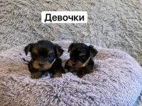 Щенки йоркширского терьера, фотография 2