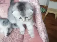 Шотландские котята, фотография 6