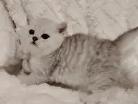 Шотландские котята., фотография 6