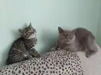 Шотландские котята, фотография 6