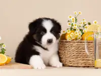 Щенок австралийской овчарки, фотография 4