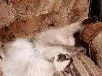 Котята Невские маскарадные, фотография 3