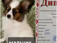 Щенки папильона, фотография 3