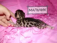 Шикарные бенгальские котята, фотография 7