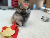 Померанский шпиц, девочка