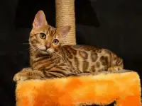 Бенгальские котята питомник родословные, фотография 2