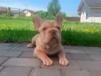 Щенок французского бульдога мальчик, фотография 5