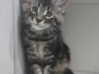 Котята породы Мейн-кун, фотография 2