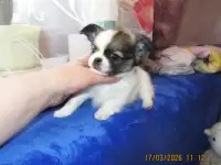 чихуахуа длинношерстный мальчик, фотография 6