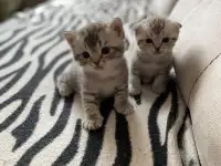 Продам шотландских котят