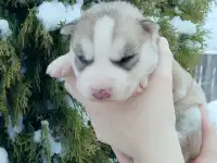 Щенки хаски., фотография 7