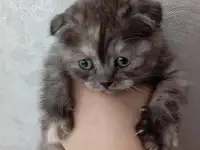 Шатланская веслоухоя, фотография 4