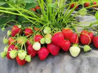 Саженцы клубники сорт Лия сахарная
