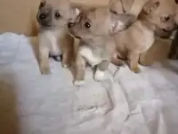 Чихи, фотография 1
