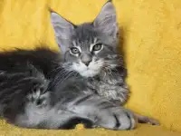 2 котенок Мейн кун, фотография 3