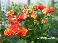 Саженцы розы спрей., фотография 8