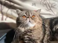 Экзотические котята, фотография 9