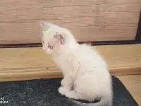 Отдам в добрые руки