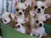 Чихуахуа