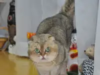 шотландцы, фотография 6