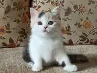 Шотландские котята яркого окраса, фотография 4