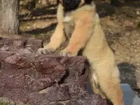 Щенки Леонбергер