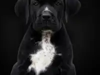 Щенки Кане Корсо, фотография 5