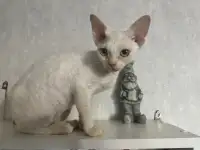Кошка Девон рекс, фотография 4