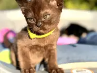 Котёнок Европейской бурмы, фотография 10