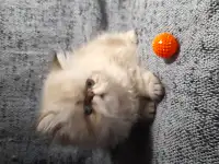 Котенок, фотография 2