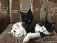Котята подростки в дар
