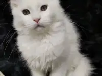 Мейн Кун
