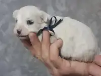 Мальтийской болонки щенки, фотография 2