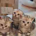 Шотландские котята, фотография 6