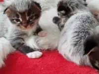 Котята мейн кун, фотография 5