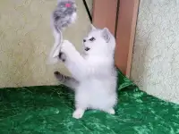 Британские котята, фотография 4
