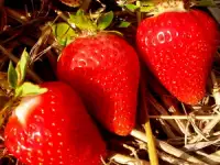Саженцы клубники сорт Ами