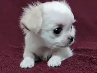 Чихуахуа Мальчик и Девочка, фотография 6