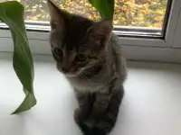 котёнок, фотография 3