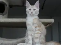 Мейн-кун котенок!, фотография 4