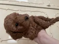 Продажа той пуделя