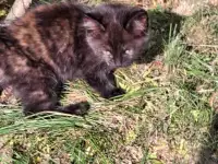 Котята в добрые руки, фотография 7