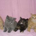 британские котята  редких окрасов, фотография 3