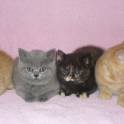 британские котята  редких окрасов, фотография 5