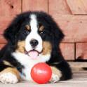 очаровательные щенки бернского зенненхунда, фотография 1