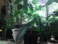 Растения комнатные